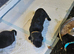 Last  male rottweiler puppy left kc reg