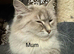 Adorable Siberian Neva Masquerade Kittens