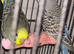 Male budgies