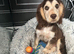 Gorgeous show cocker spaniel boy fully vaccinated