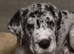 Quality KC Great dane puppies