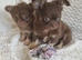 Chocolate Long-Haired Chihuahua Puppies – Ready Now
