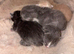 Outstanding Russian blue mixed kittens