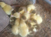Muscovy ducklings