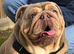 Stunning English Bulldog Puppies