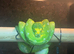 Female Biak Green Tree Python