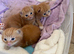 Ginger kittens