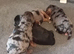 Biewer yorkie pups three merle and one black and tan