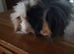2 baby Peruvian guineapigs