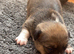 Jack Russell puppies