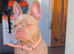 Blue eyed open nose.Elite French bulldog puppies- top pedigree lines