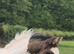 WPBR/PBA by Fames Dakota colt to make 15hh+