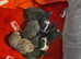 Absolutely adorable English bulldog baby's for sale