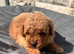 Beautiful red toy poodles
