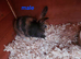 Mini lop x dutch
