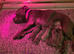 Stunning litter of blue Staffordshirebull terrier puppy's litter of 7 only 4 boys left