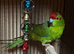 Stunning kakarikis