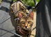 Bengal 9 months