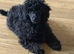 10 weeks old mini poodle male