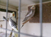 BLACK CHEEK PAIR OF ZEBRA FINCH. AND 3 ISABEL ORANGEY FINCH .PR GREEN BUDGIES