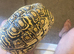 4 year old male lepord
