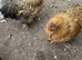 Satin Silkie Trio