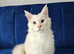 Maine Coon kittens