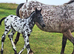 Apploosa leopard colt dual registered