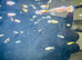 Mix metalic guppies