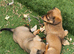 Chiweenie Absolutely beautiful babies