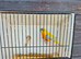 Male turquoisine parakeet.