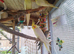 Lutino cockatiel