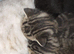 Beautiful British shorthair cross kittens