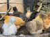 USA silkies