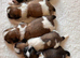 Shih Tzu puppies