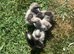 Olive Egger 3 day old chicks