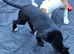 Well bred beautiful lurcher puppies