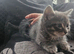 Kitten needs new home