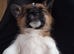 Jack Russell Puppies