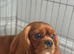 2 beautiful cavalier babies