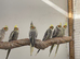 Cockatiel babies