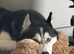 Beautiful KC/Pedigree Siberian Husky Puppies &ndash; Expected After 7th July