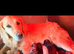 GOLDENDOODLE PUPPIES