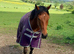 Stricking 17 h thoroughbred gelding
