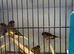 Gloster canary’s