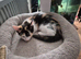 Exquisite Maincoon x Siamese Kittens Ready Now.