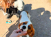 Lovable Cavalier King Charles Spaniel Brothers Looking for a New Home