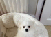 Pomeranian boy