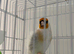 Siberian goldfinch
