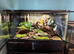 Juvenile theraphosa stirmi And full setup
